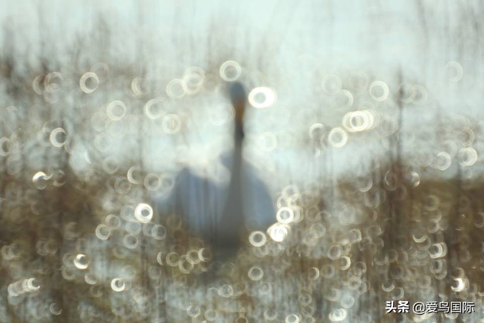 2020观鸟,观鸟大年影片