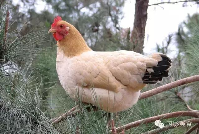 全世界的鸡都在这了，有你认识的吗？