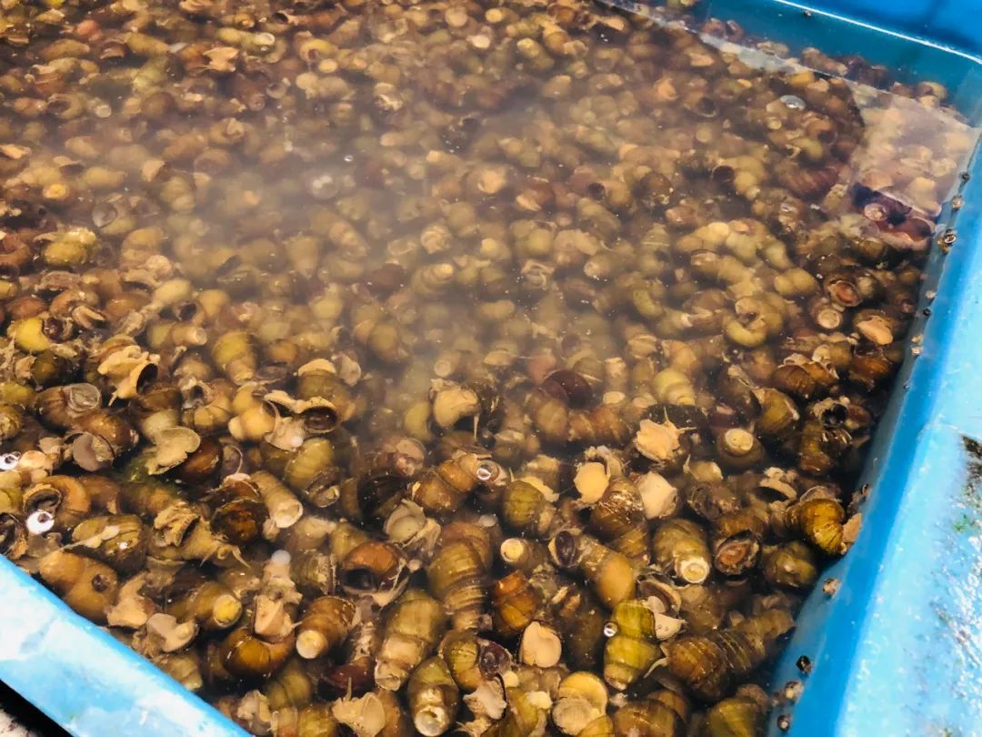 浙江宁波：这种5元钱一斤的贝壳最近肉肥味美，品尝的好时节到了