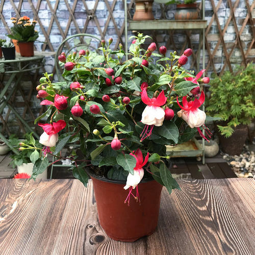 公认漂亮却难养的8种花,秋冬最难养的8种花