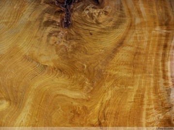 今日识木品种:榉木、香樟木、楠木、椴木、水曲柳及柳桉木