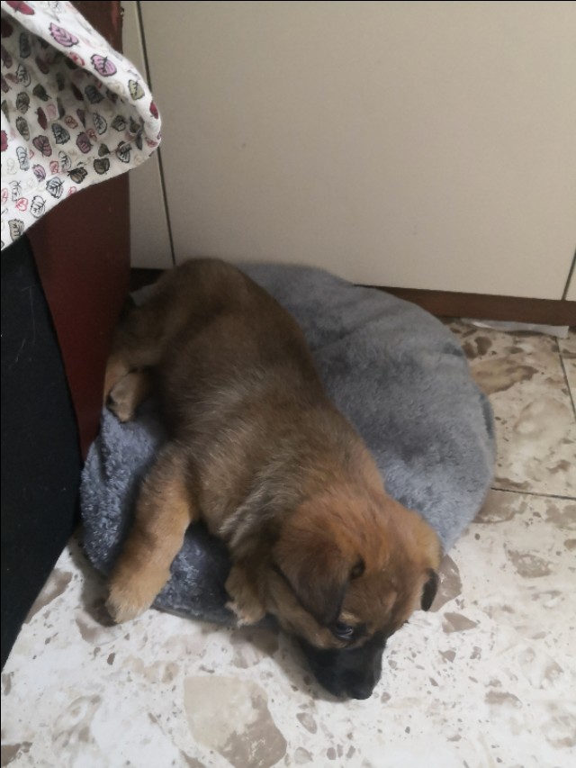 在小区捡到小狗,刚捡到的小狗怎么养