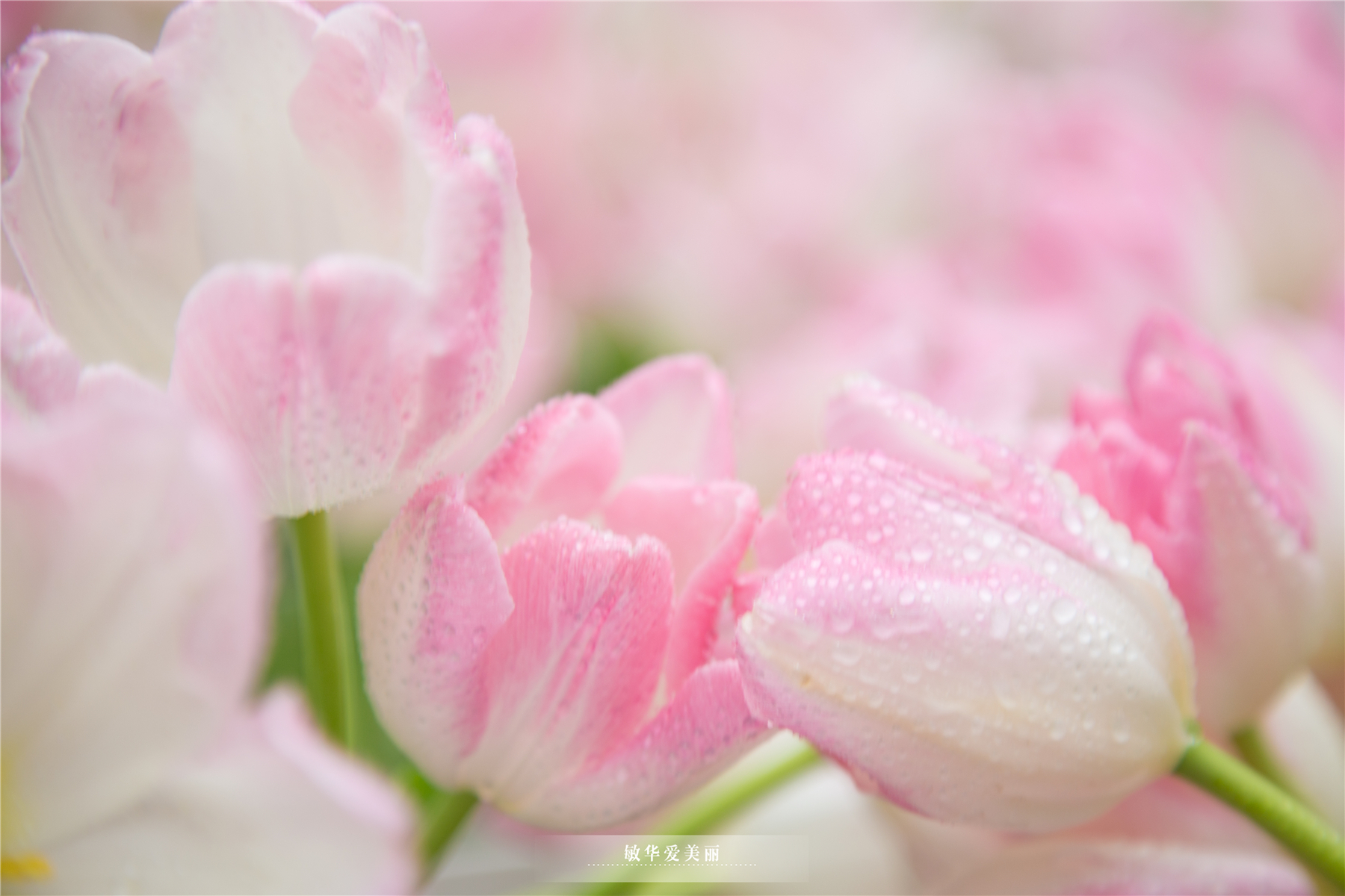 百万葵园攻略地图大全,百万葵园游玩注意事项