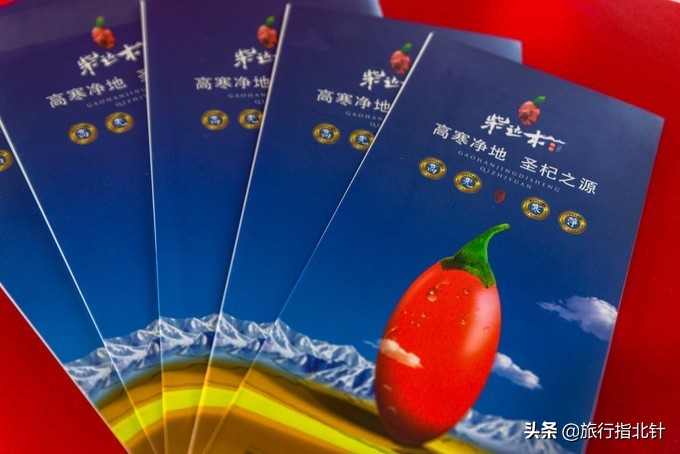 美丽青海，秋收的季节都兰红了，爆汁鲜甜的枸杞有小拇指大小