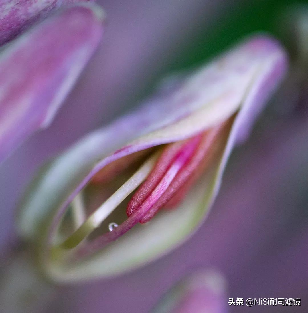 鑰侀娴嬭瘎,鑰侀椋樻憚褰卞笀