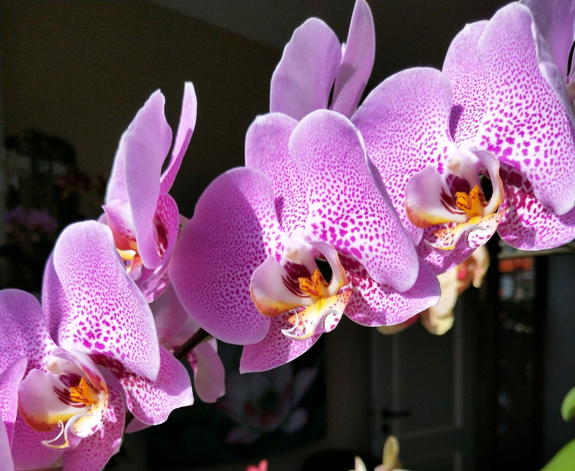 烂根的蝴蝶兰有哪些水培生根技巧？重点在根系保湿方法