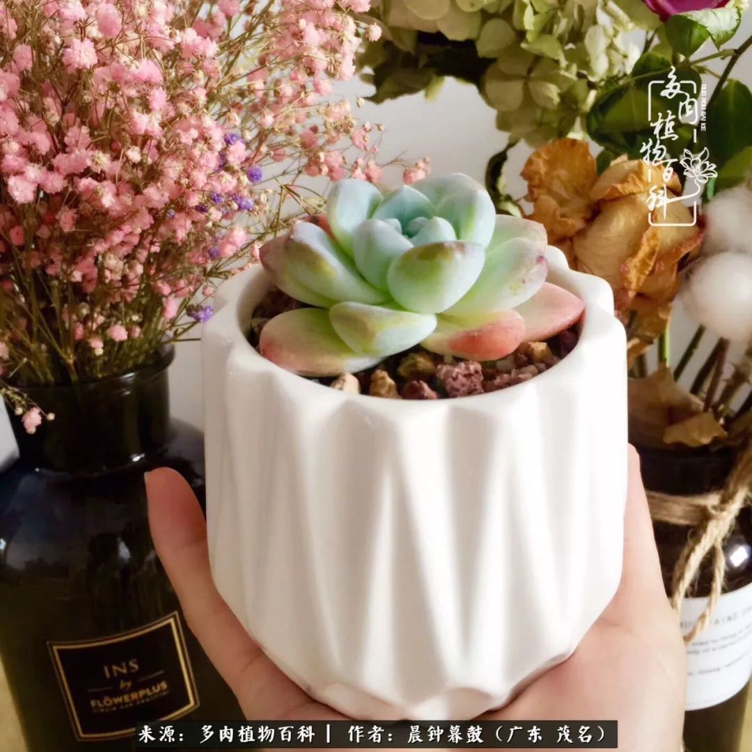 轻轻地告诉你，我的多肉也曾美过，不信你看看
