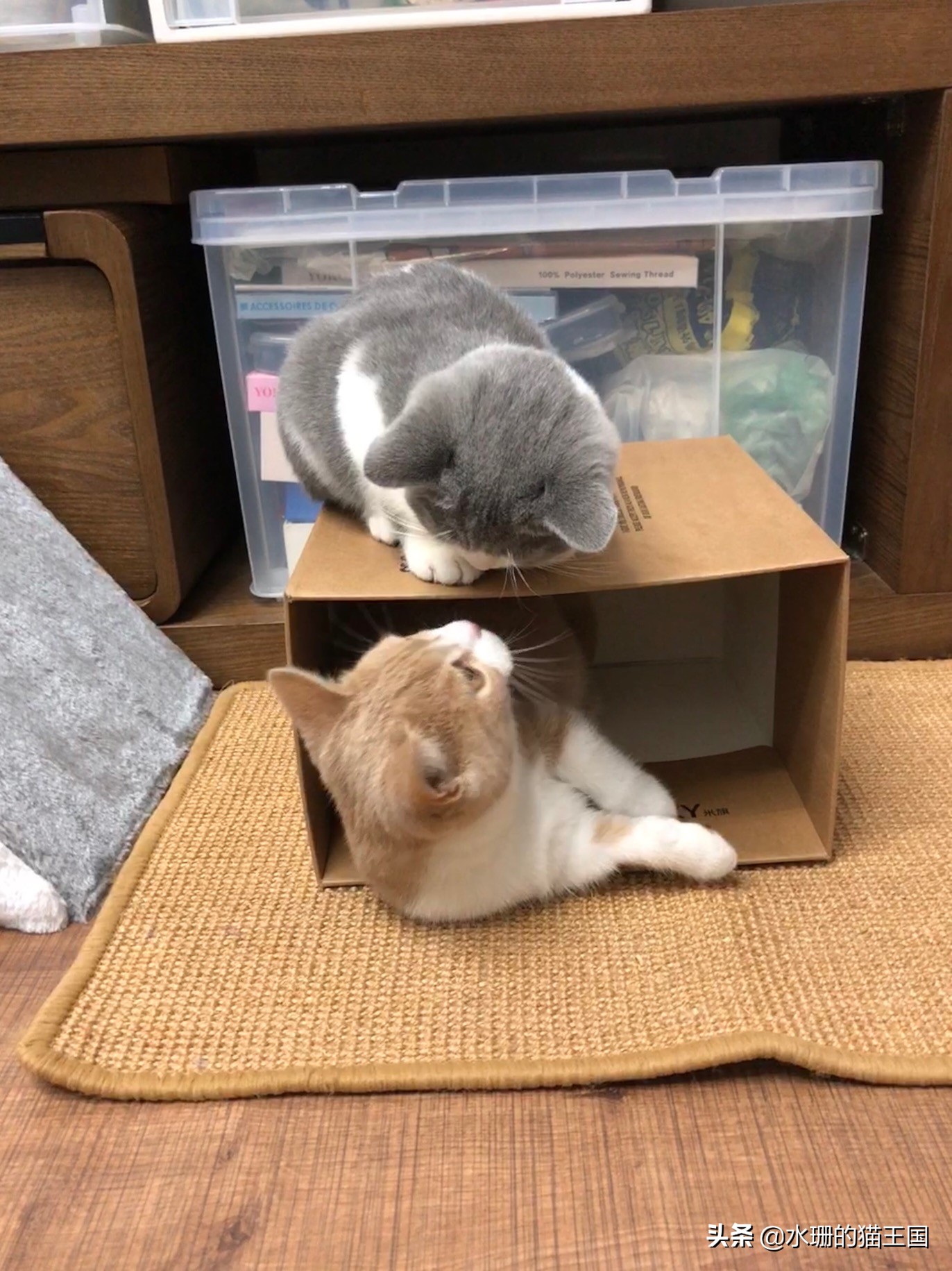 猫咪的习性30字,猫咪的五大生活习性