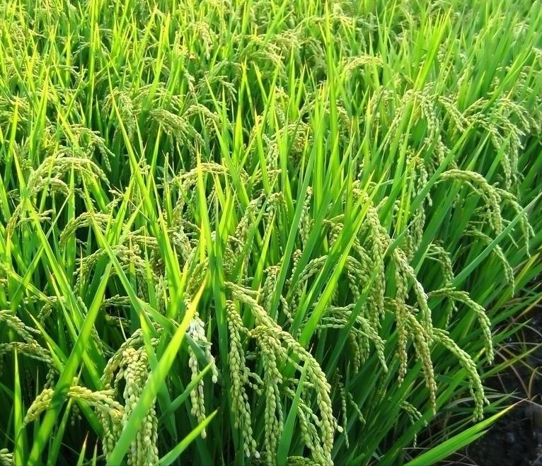 种植水稻高温天气需要注意什么,水稻灌浆期遇低温冷害怎么办