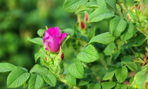 花店玫瑰是哪里来的,花店的玫瑰花是现成的吗