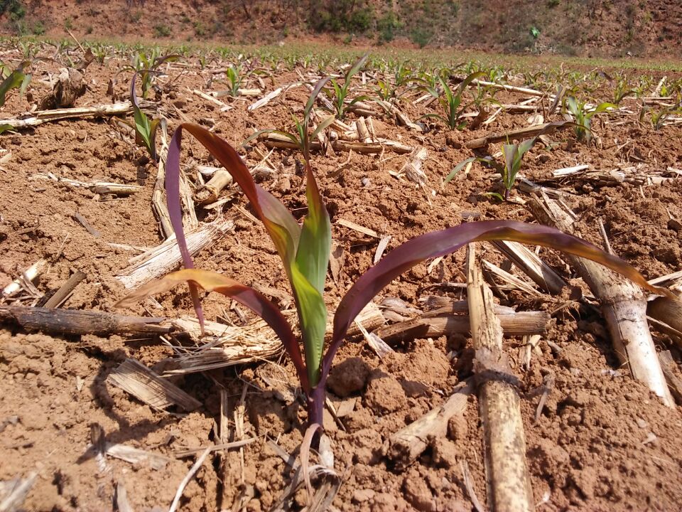 玉米苗叶片有黄条,玉米苗叶片发白原因及防治方法