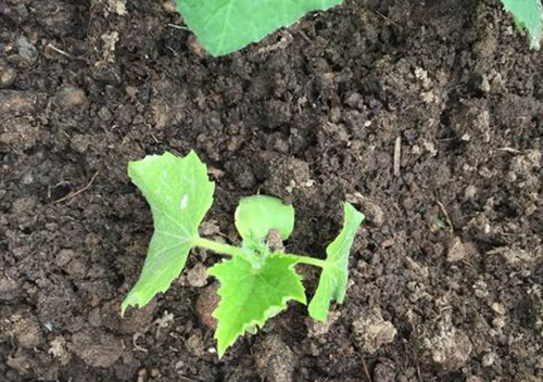 黄瓜苗药害后发黄萎缩怎么补救,黄瓜苗发黄怎么办