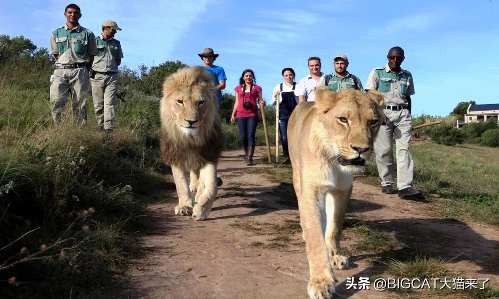 南非养狮业历史 (养狮子9年后重返非洲)