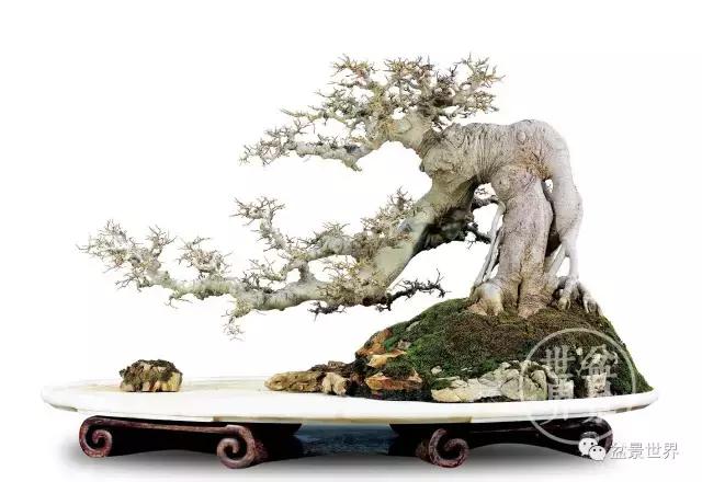 根艺盆景大全欣赏,文人根艺盆景精品大全图