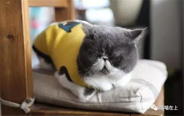 关于加菲猫的视频,关于加菲猫的知识资料