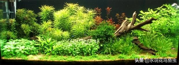 t5灯管适合鱼缸养水草用吗,水草缸t5灯管如何配置
