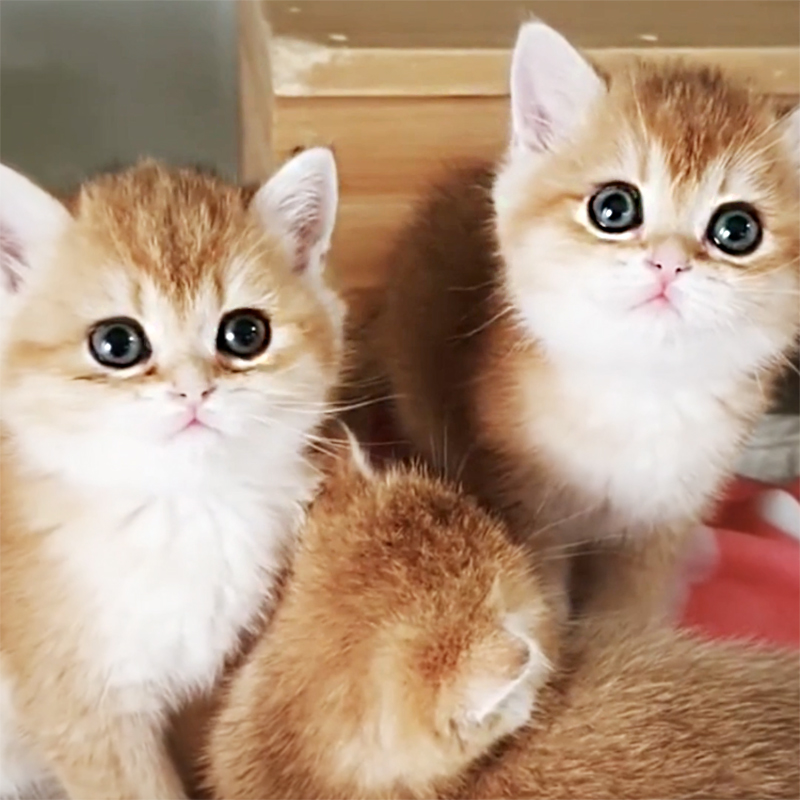 幼猫拉稀是乳白色的,幼猫拉稀是什么原因造成的