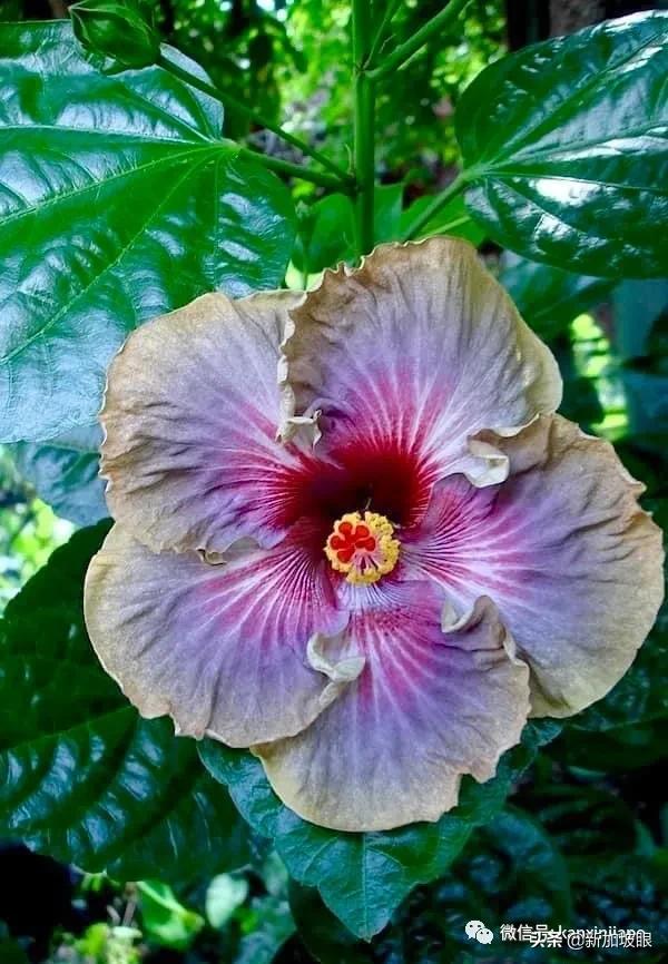 扶桑花和木槿花的区别图片,扶桑木槿花图片