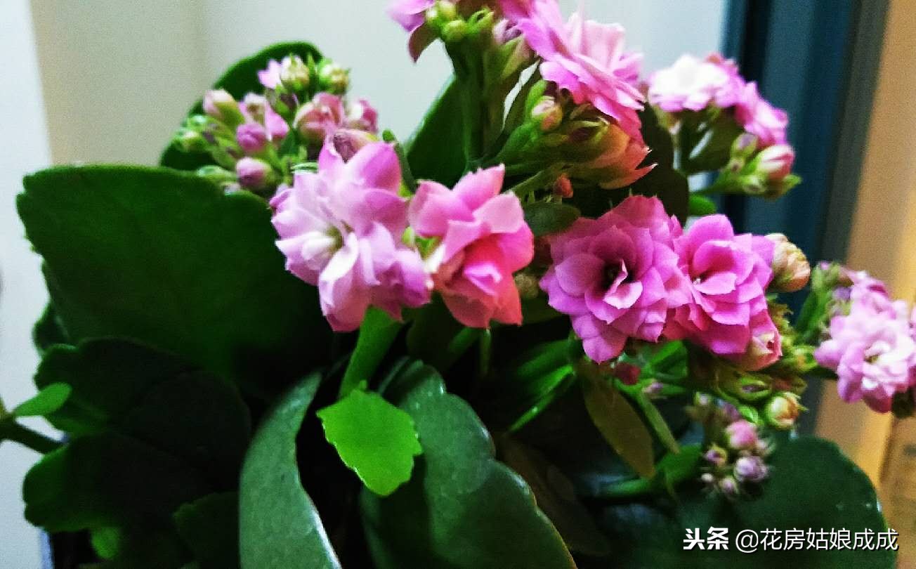 花盆中的土板结用什么方法,花盆里的土壤板结了怎么办