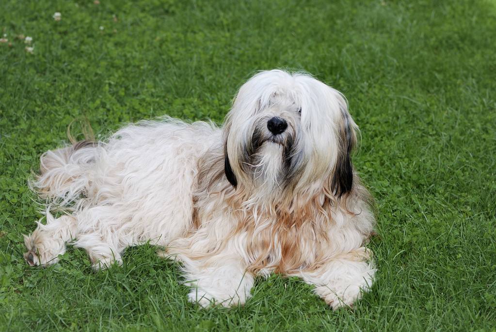 100种最难得一见的狗,10种最不常见的狗