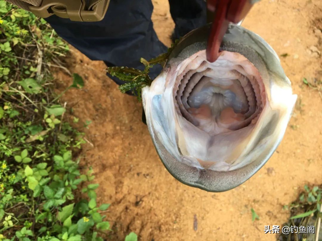 钓鱼最难忘的是什么,钓鱼遇到什么有趣的事
