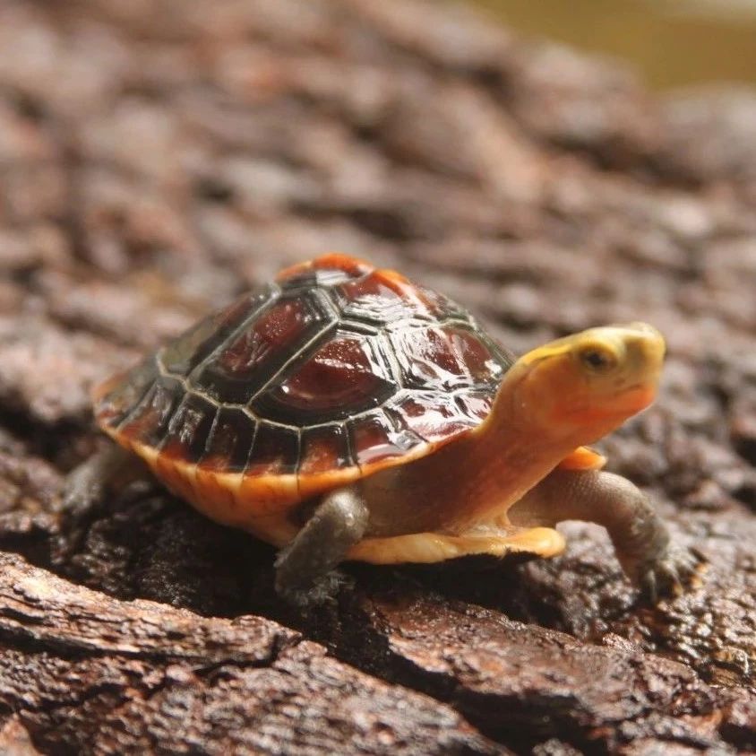 养龟的必备药有哪些,病龟长时间不吃强制喂食龟粮咋喂