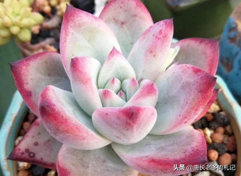 多肉卡罗拉,多肉卡罗拉是什么品种