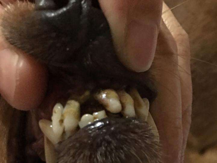 狗狗刷牙可以解决多少口腔问题,狗狗牙齿发炎好了还需要拔牙吗