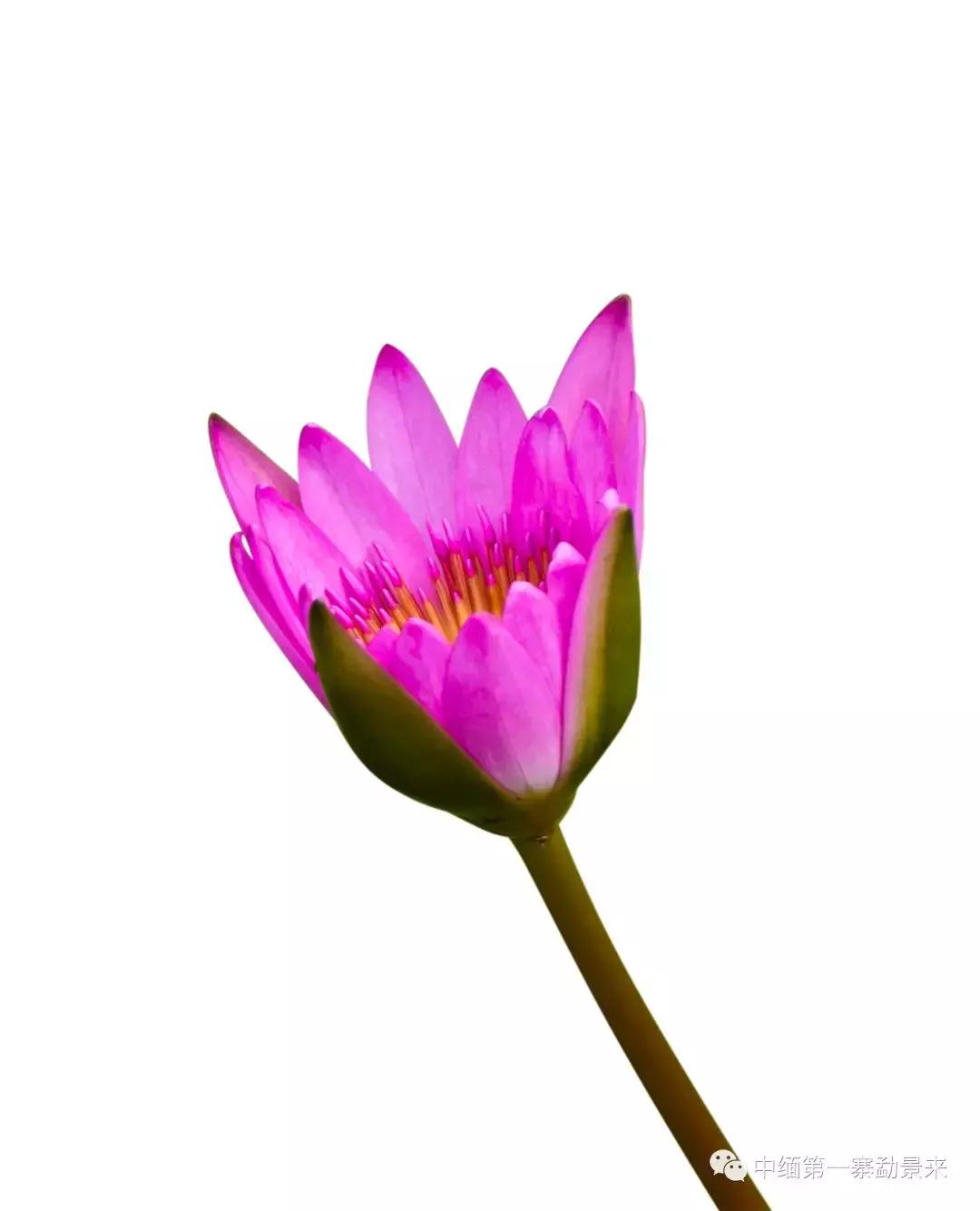 泰国顶级睡莲博士Dr.Nopchai版纳行，被勐景来圈粉