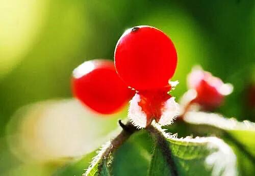 红豆是种子吗还是果实,红豆相思豆长什么样