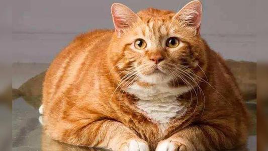 无形的食物梗，你了解他们的内在意思吗？