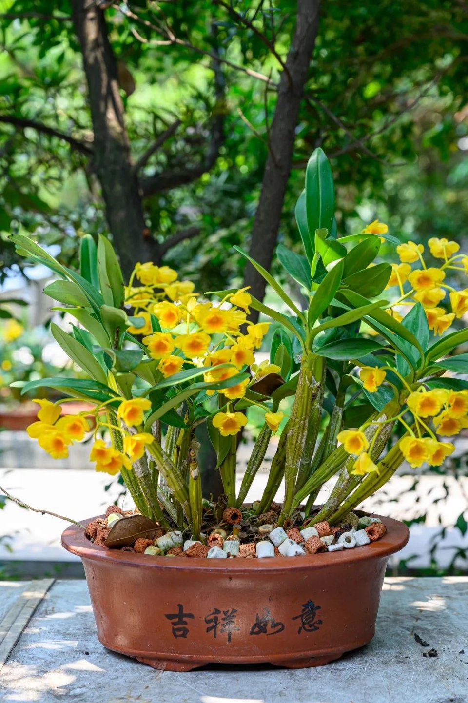 奶奶做豆沙糕视频,奶奶做巧克力奶茶