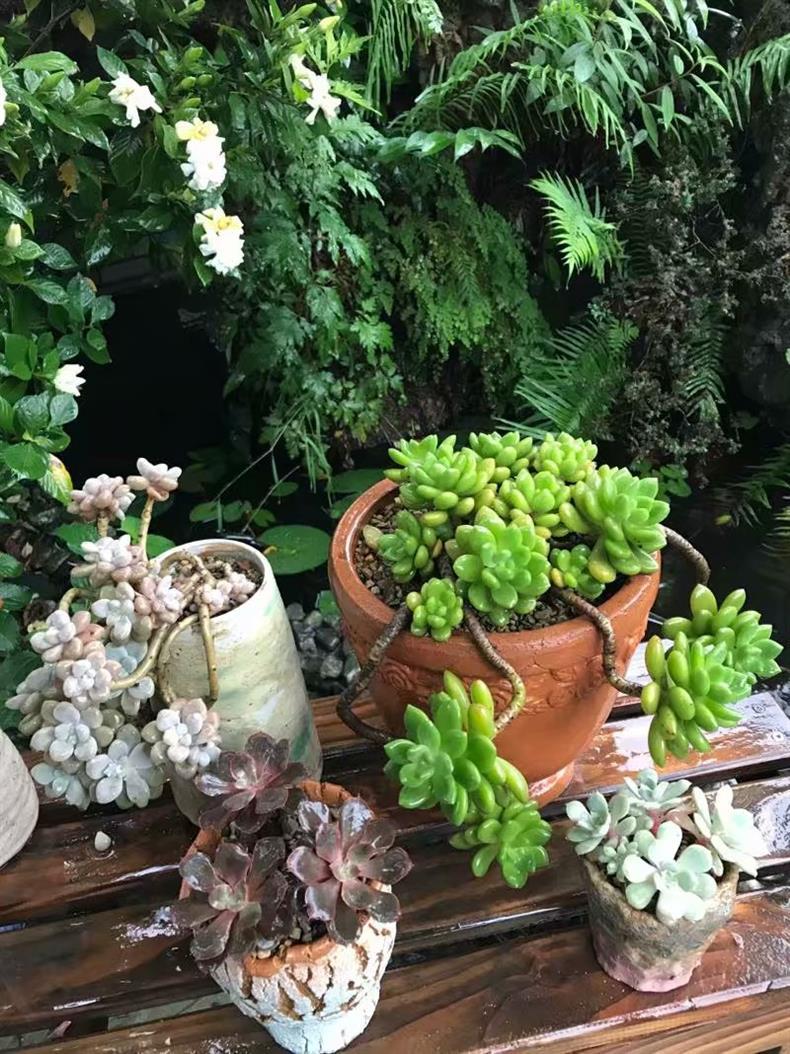 多肉叶插苗怎么养成老桩,多肉叶插小苗怎么带大