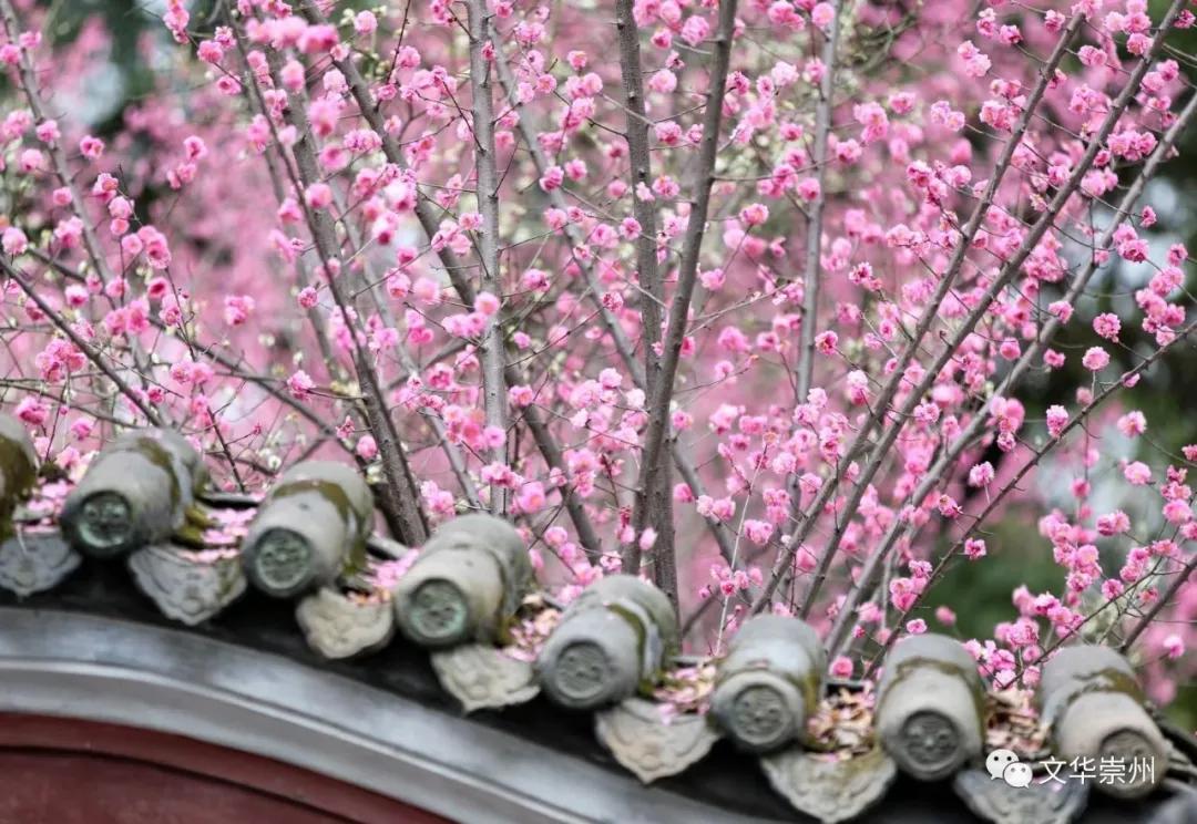 崇州罨画池春节,成都周边一日游崇州罨画池