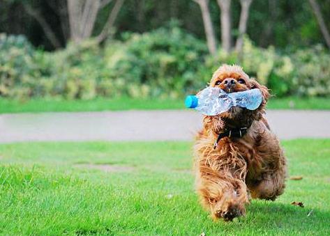 饲养泰迪犬记住7件事一生受益,养泰迪犬的6个变化你中了几个