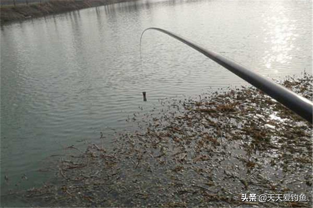 长期留鱼聚鱼的打窝方法,秋冬钓鱼怎么打窝来鱼多