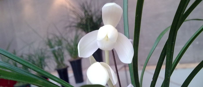 兰花名贵品种永怀素价格,莲瓣兰永怀素兰花价格