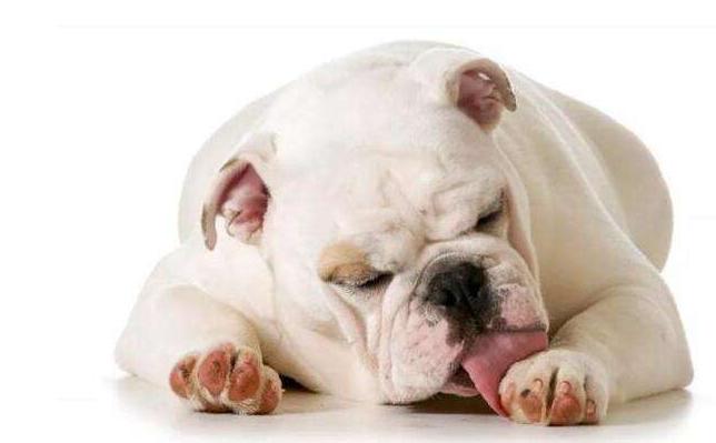 狗狗为什么爱舔主人的唾液,狗狗为什么爱舔自己的手脚