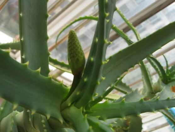 芦荟怎么修剪好看,芦荟怎么修剪啊