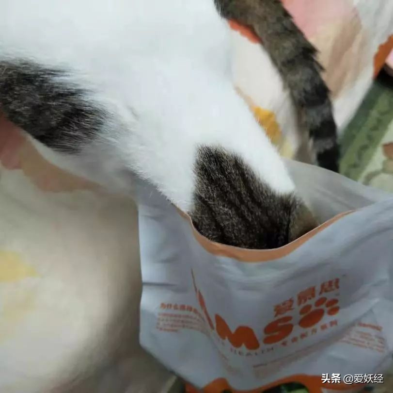 铲屎官减肥瘦身,吐毛球的铲屎官