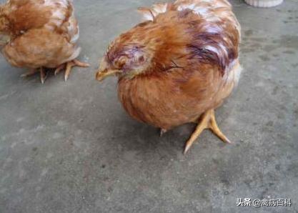 鸡冠长痘怎么治疗效果最好,鸡冠长痘怎么治视频