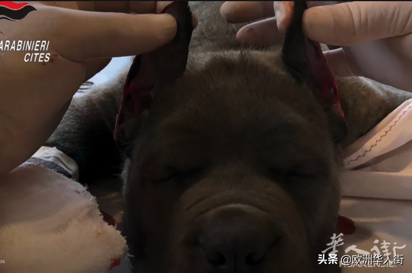 为了卖价剪短幼犬耳朵尾巴！意大利抓获一大型犬类*私走**团伙