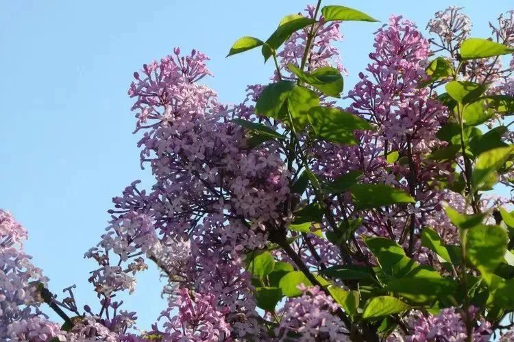 看到花的时候,不知是什么花?那就收下这份百花图谱