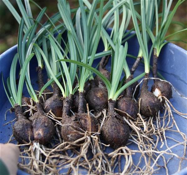 彼岸花可以种在院子里面,彼岸花不能放在什么地方