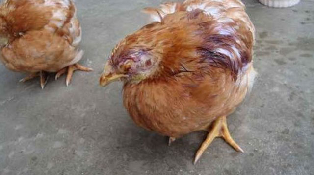 鸡的眼睛被蚊子叮得肿大了怎么办,鸡眼睛肿眼怎么治