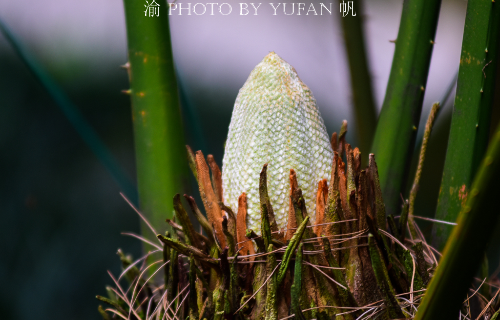 罕见万年铁树开花了,苏铁园千年铁树图片