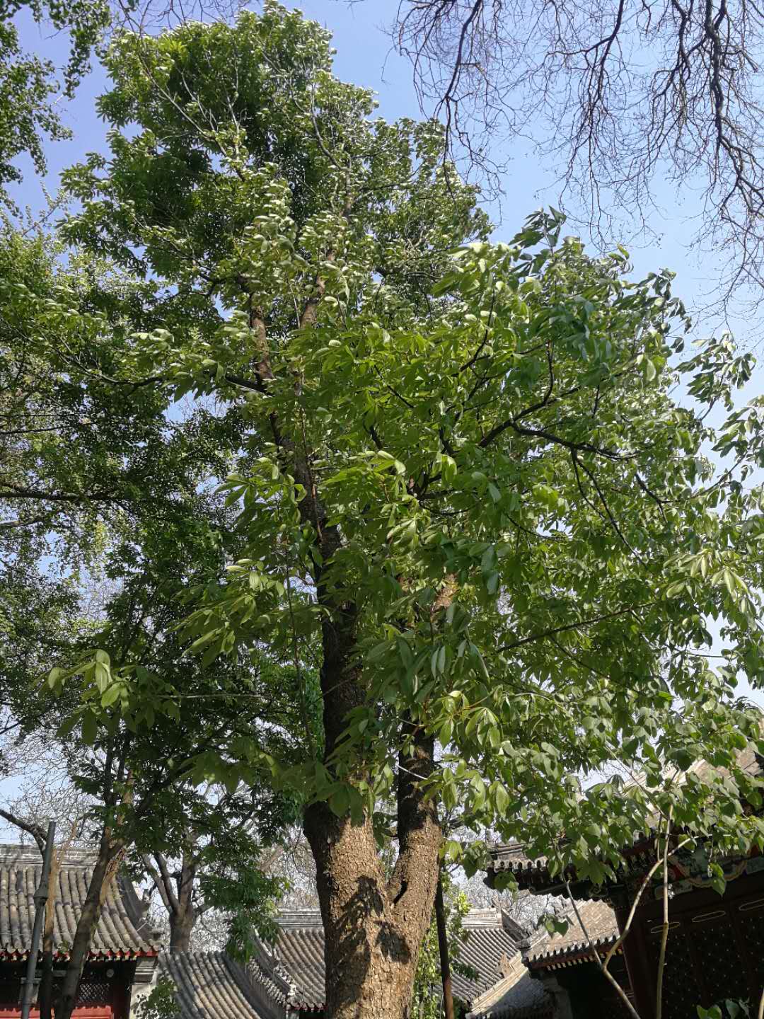 法源寺散文,散文丁香花邂逅法源寺