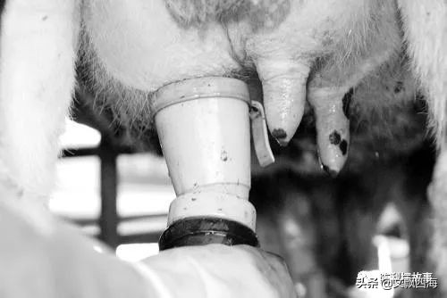 你知道奶牛的一生有多痛苦吗,我们喝牛奶却不知道牛奶从何而来