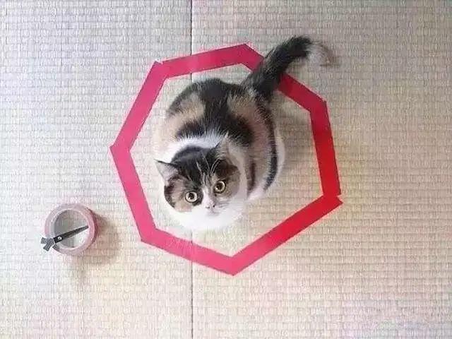 小猫咪身上有哪些神奇的开关,小猫咪身上的那些奇奇怪怪的开关