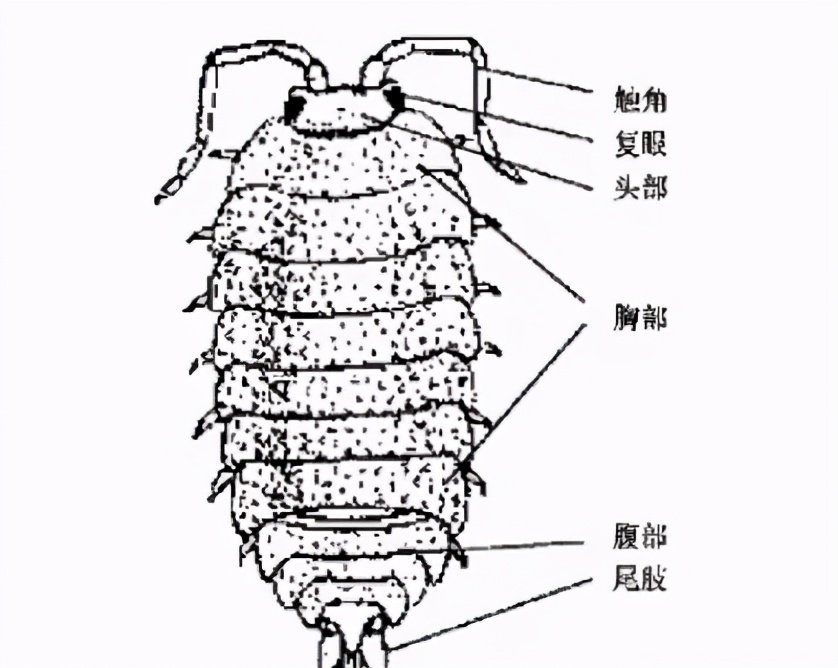 老鼠和他的老婆,猫和老鼠与他们的老婆